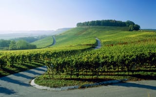 Картинка германия, виноградники, дорога