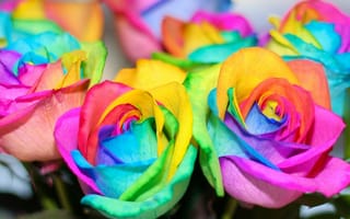Картинка colorful, радуга, roses, rainbow, цветы, flowers, розы, красочные