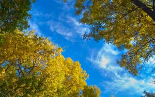 Картинка природа, деревья, голубое небо, осень, листья