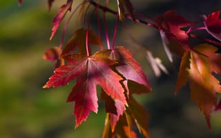 Картинка макро, ветка, листья, осень