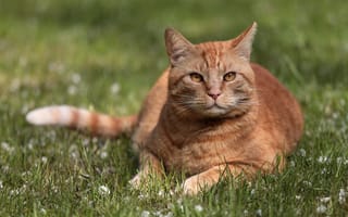Картинка кошка, портрет, трава, взгляд, рыжий кот