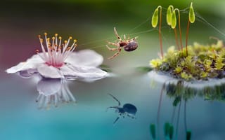 Картинка цветок, паучок, ростки, природа, мох, макро, Roberto Aldrovandi