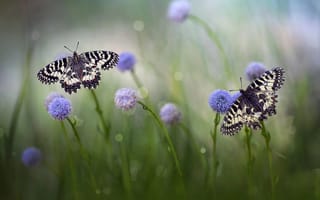 Картинка трава, боке, природа, бабочки, пара, Roberto Aldrovandi, макро, цветы