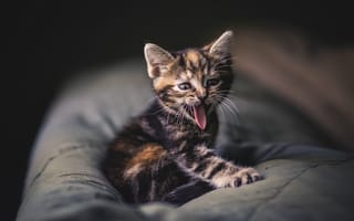 Картинка котенок, зевота, язык, малыш, усы, серый, полосатый