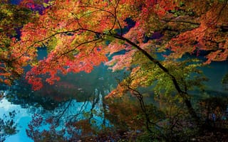 Картинка деревья, цвета, листья, отражение, река