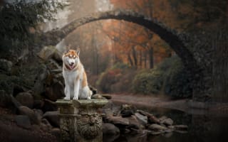 Картинка камни, природа, собака, лес, мост, река, Хаски, осень