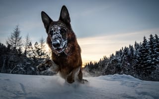 Картинка зима, собака, снег, лес, Немецкая овчарка