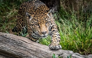 Картинка ягуар, хищник, взгляд