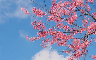 Картинка небо, ветки, весна, spring, bloom, cherry, sakura, сакура, pink, blossom, цветение