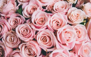 Картинка цветы, cute, розовые, romantic, розы, pink, бутоны, roses, flowers