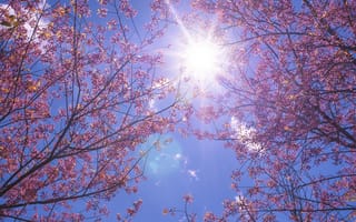 Картинка небо, солнце, sakura, blossom, ветки, spring, весна, сакура, pink, цветение, sunshine, cherry, bloom
