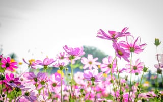 Картинка поле, лето, розовые, цветы, pink, summer, field, flowers