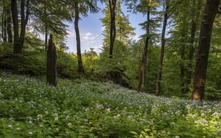 Картинка лес, весна, Германия