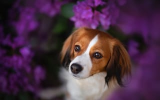 Картинка морда, Коикерхондье, боке, взгляд, собака, цветы