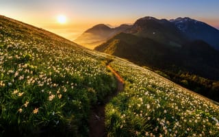 Картинка горы, свет, цветы, утро
