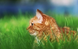 Картинка травка, кот, профиль, взгляд