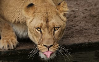 Картинка львица, водопой, взгляд