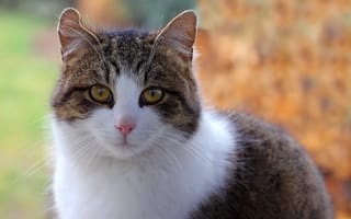Картинка кот, взгляд, пятнистый