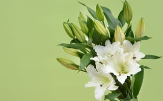 Картинка цветы, лилии, бутоны, букет