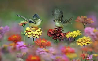 Картинка птицы, крылья, луг, хвост, цветы