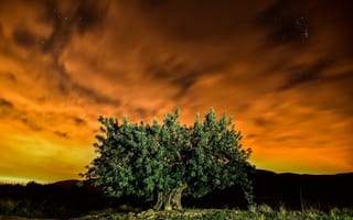 Картинка природа, дерево, ночь