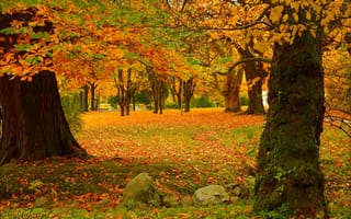 Картинка Осень, Park, Autumn, Парк, Fall, Leaves, Листва, Trees, Colors, Деревья