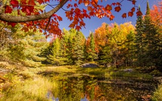 Картинка небо, деревья, пруд, озеро, лес, осень
