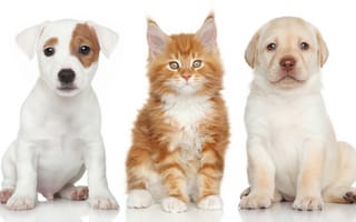 Картинка Лабрадор ретривер, Мейн-кун, щенки, котёнок, Джек-рассел-терьер, собаки