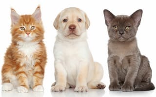 Картинка Бурманская кошка, котята, щенок, Лабрадор ретривер, Мейн-кун, собака