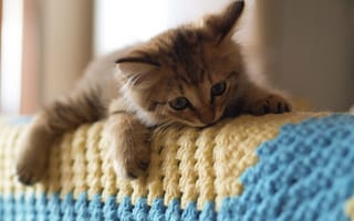 Картинка котёнок, плед, диван, кошка