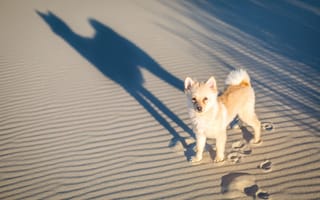 Картинка песок, следы, пёсик, тень, собака
