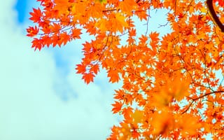 Картинка осень, небо, sky, листья, клен, autumn, leaves, maple