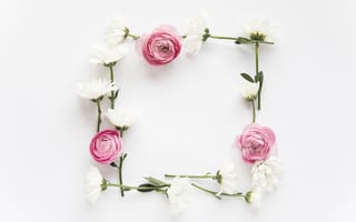 Картинка цветы, розовые, peonies, flowers, пионы, хризантемы, pink