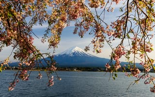 Обои небо, spring, цветение, pink, cherry, ветки, Япония, весна, сакура, mountain, bloom, sakura, blossom, гора Фуджи, Japan, Fuji