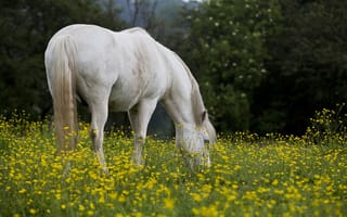 Обои конь, поле, природа, лето