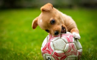 Картинка рыжий, игра, лужайка, щенок, мяч, собака