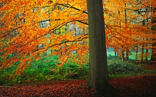 Обои лес, дерево, кусты, осень, листья