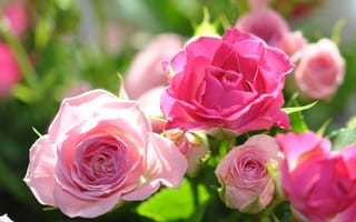 Картинка цветы, розы, розовый
