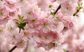 Картинка цветы, сад, ветки, природа, сакура, дерево, вишня, весна