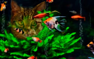Картинка аквариум, еда, рыбки, кошка