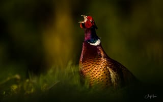 Картинка природа, птица, Phasianus colchicus, фазан