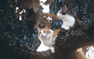 Картинка кошки, котейки, на дереве, дерево