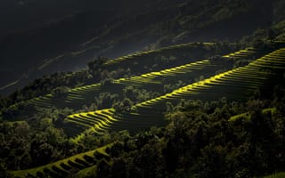 Картинка горы, Вьетнам, терраса, рисовые поля