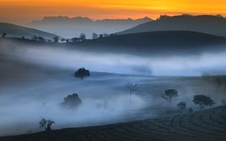 Картинка горы, чайная плантация, утро, туман