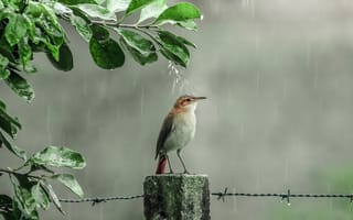 Картинка капли, птичка, душ, дождь