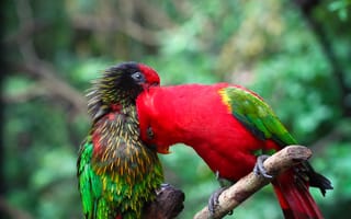 Картинка попугай, ветка, пара, цвет, птица, перья, краски