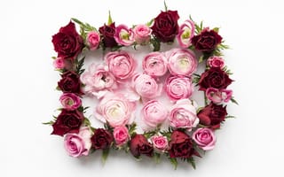 Картинка цветы, розы, floral, red, roses, flowers, розовые, пионы, frame, pink