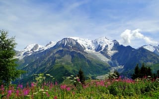 Картинка цветы, Альпы, Монблан, горы, Mont Blanc, луг, Alps, природа