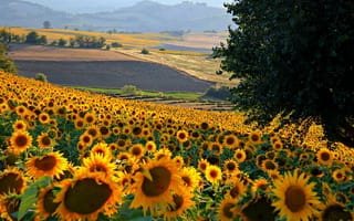 Картинка Италия, подсолнух, поле, холмы, цветы