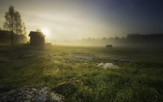 Картинка утро, туман, кони, пейзаж, поле, природа, дом